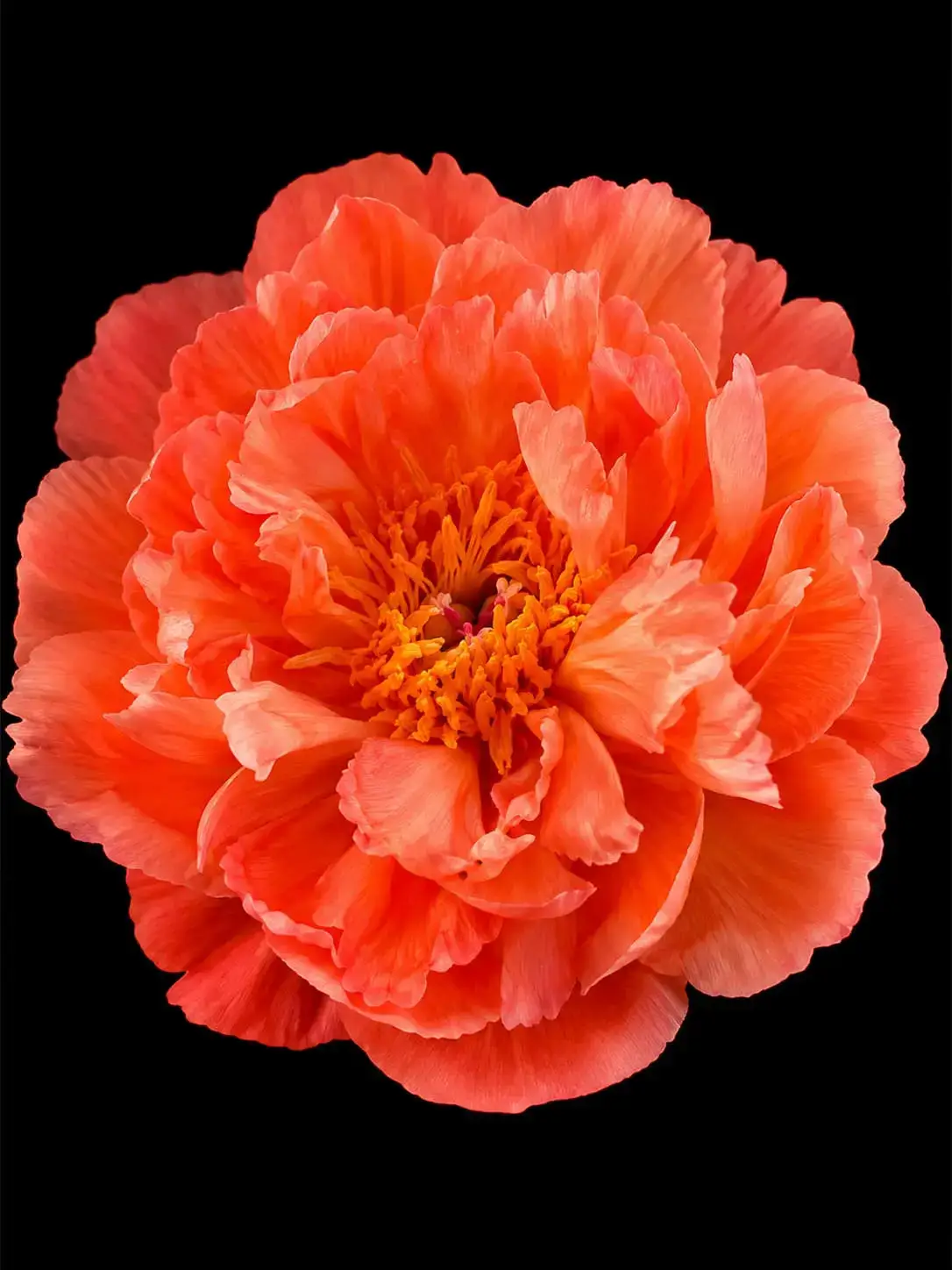 Coral Queen