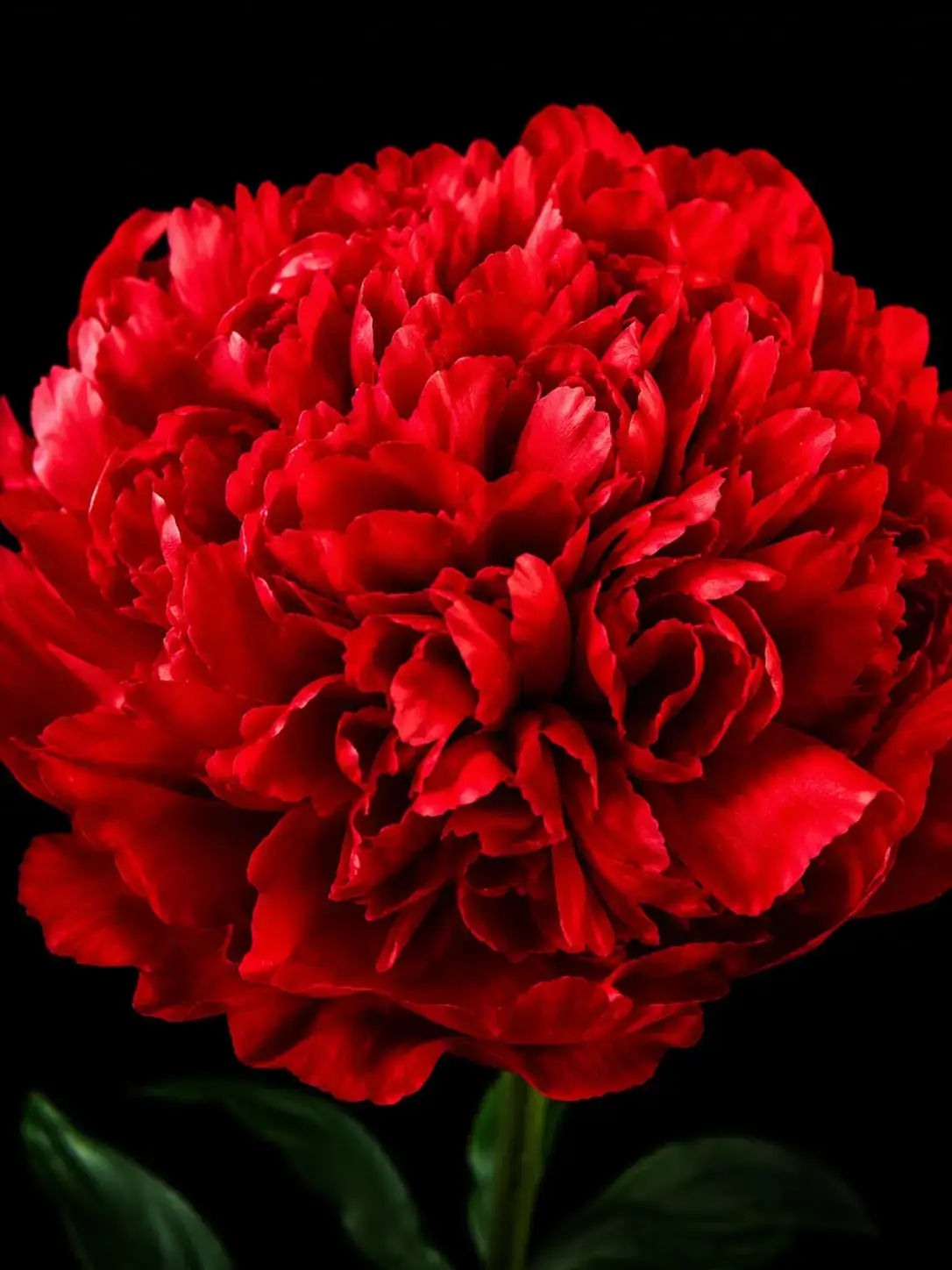 Scarlet Duchess