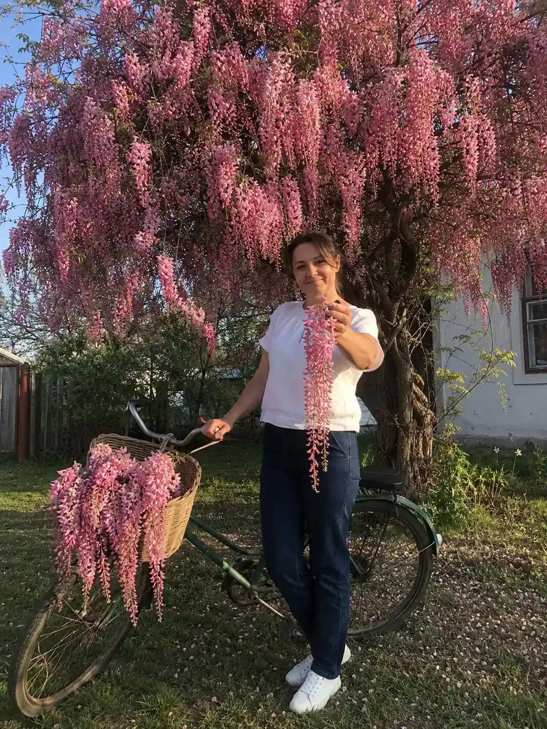 Гліцинія Флорея рожева