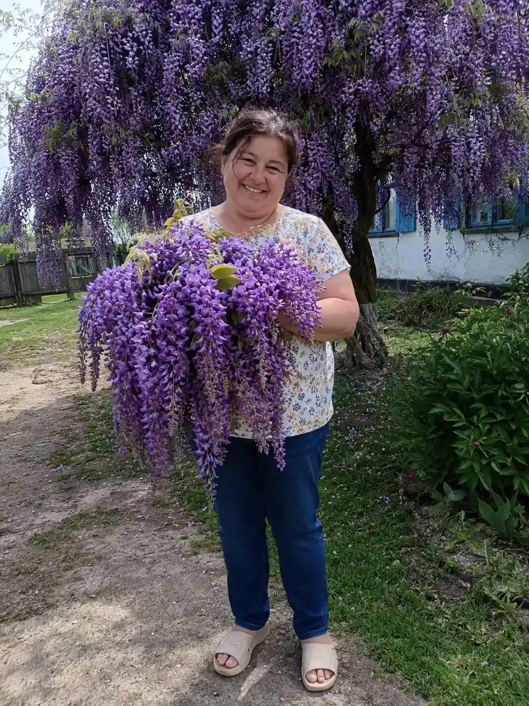 Гліцинія Флорея фіолетова
