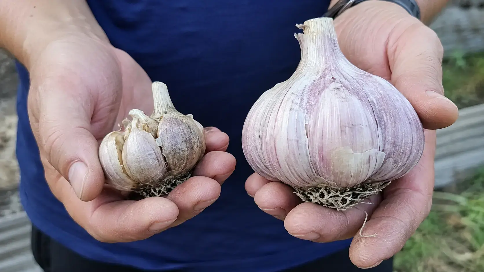 Фото: дві головки одного типу в руках агронома — стара репродукція помітно дрібніша, оновлений матеріал більший і вирівняний.
