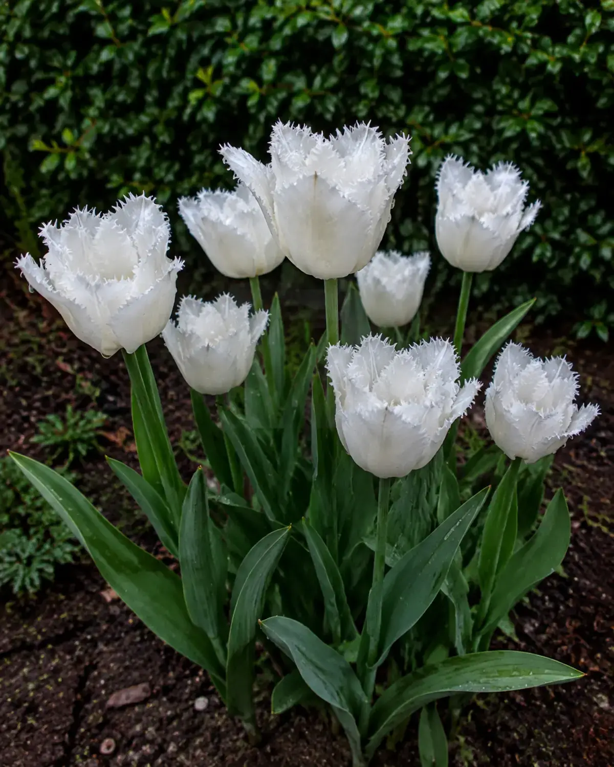 Тюльпан Біле мереживо