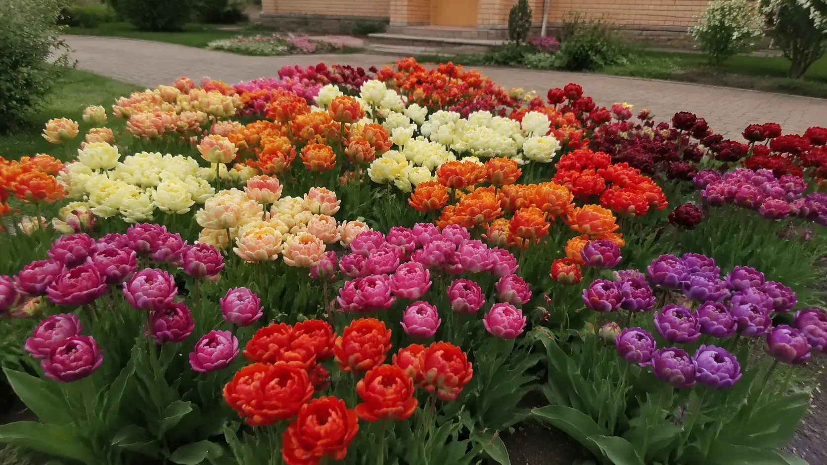 Різнокольорова клумба біля дачі