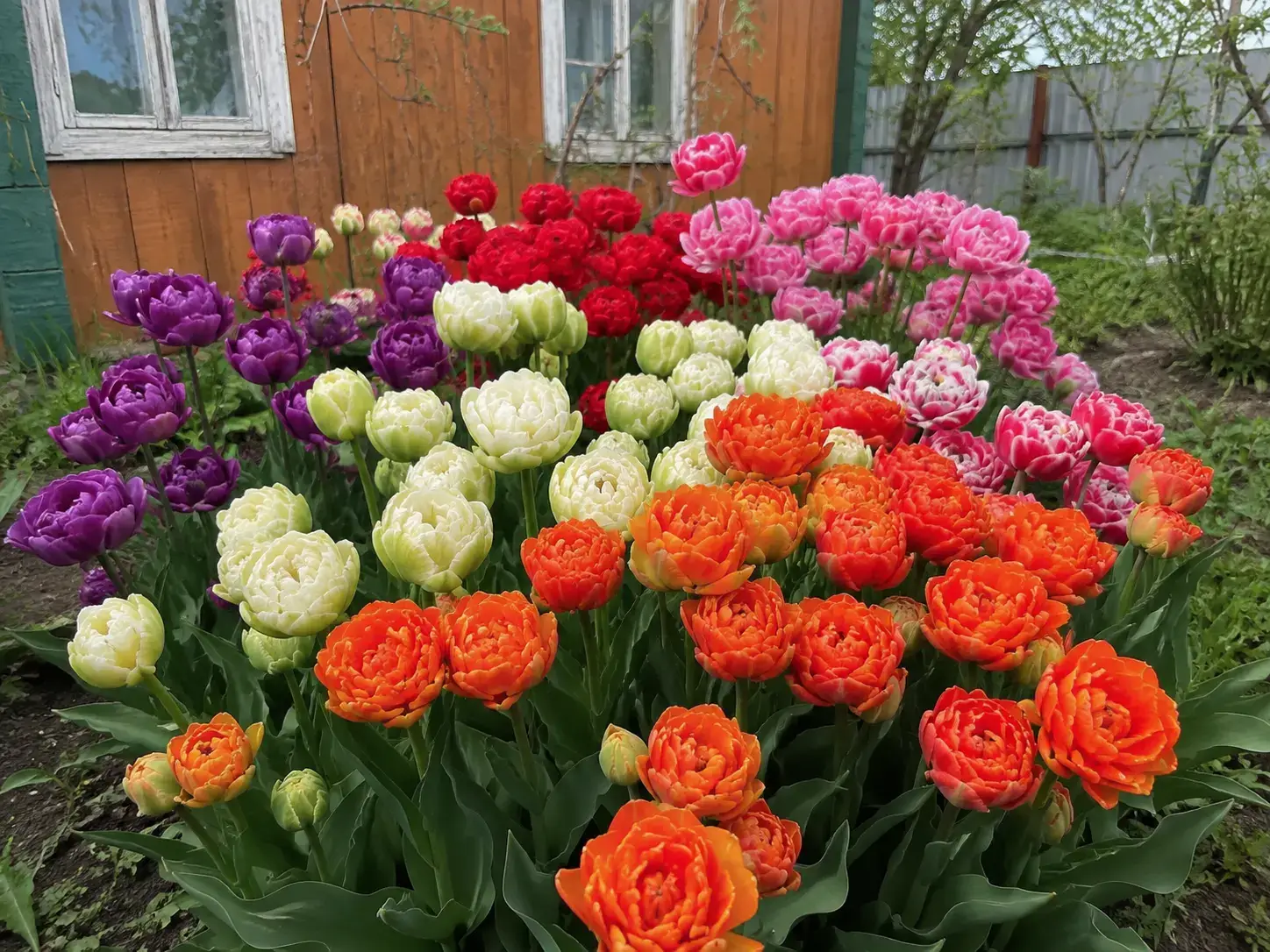 Тюльпани біля охайного приватного будинку